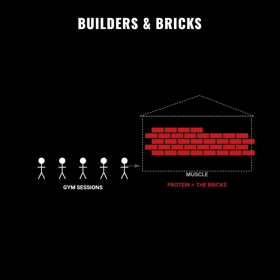 Builders and Bricks — protein is the bricks. Without it, your gym sessions are worthless.